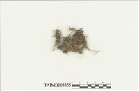 藏品(灰苔科)的圖片